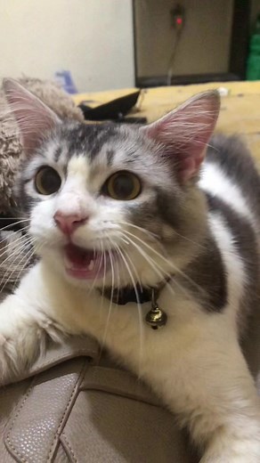 Cute Cat and Guinea Pig Interaction | Funny Animal Videos