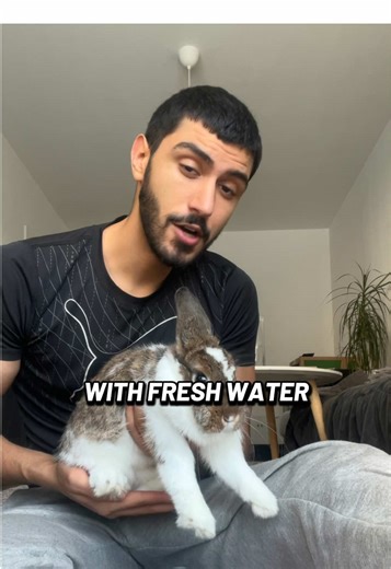 Always provide fresh water to your rabbit | Pet Bunny