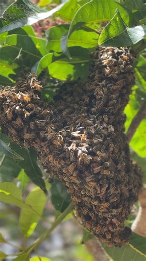 Spring is here in the Northern Hemisphere! 🌱🌸🐝 Do you know how to spot a swarm? With increased bee activity in Spring it’s important to know the difference between bearding, orientation flights and swarms. Watch here as Cedar and Soph catch a swarm in a mango tree at Flow HQ. #flowhive #springprep #honeybees #springmanagement | Flow Hive