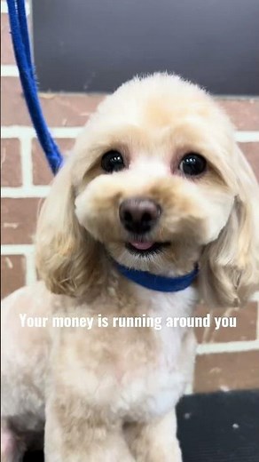 Pet Grooming Transformation – Silent Demo | Stylish & Cute Looks 🐶✂️