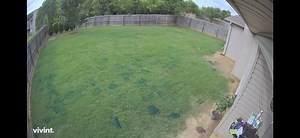 Celsius WG vs. Dallisgrass