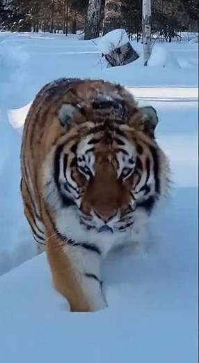 Siberian Tiger Ambush in Snow Forest Silence breaks… one strike decides everything.#Tiger #SnowHunt