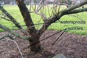 Late winter pruning of fruit