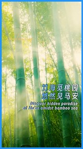 📍Ma'an Village, Xinyi, #Maoming, #Guangdong 🌿🏞️ The morning breeze 🌬️ stirs the #bamboo, cascading over the ridges like a flowing green tide 💚. Layer upon layer, the bamboo leaves 🎋 whisper in soft rustles, composing a harmonious symphony 🎶 of heaven and #nature. If the heart seeks light 🌤️, shadows hold no fear. Within the tranquil bamboo grove, lies a hidden utopia ✨—a place where peace and beauty quietly bloom. https://www.newsgd.com/node_d36b0ef83f/fcbd2c510b.shtml #ChinaTravel #Life