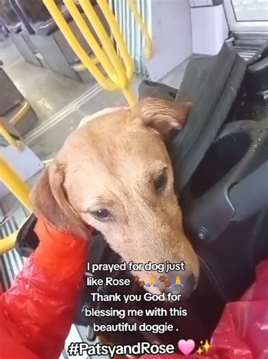 🐶🙏🐶🙏🐶🙏🐶 Never be afraid to pray for things you want in life. God is powerful & don't forget it for second. #godisreal #PatsyandRose #FYP #publictransport ##PRIVATEJET NEXT😉😉