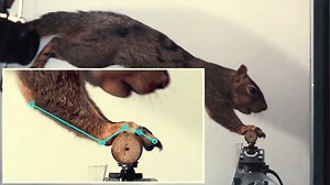 松鼠启发的跳跃机器人｜2025｜Science Robotics【加州大学伯克利分校】