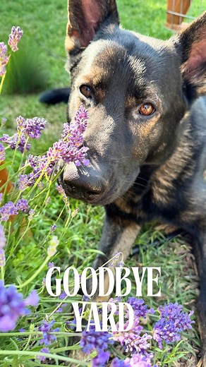 1.7K views · 66 reactions | People without dogs... what’s it like to...