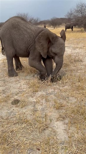 Misha the Baby Elephant's Unique Snacking Style