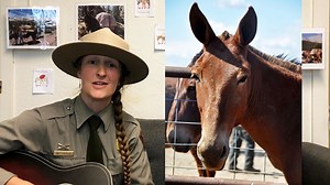 Yosemite is celebrating National Mule Day, and Ranger Kate is here to debut her Mule Appreciation Song, written with help from Yosemite visitors! | Yosemite National Park