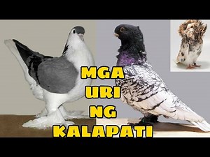 IBAT-IBANG URI NG KALAPATI|Dong's Kie Loft TV