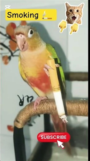 Smoking Birds | I Got Talking Parrot #Smoking #birds #funny #viral #shortvideo