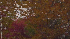Multi-coloured fall leaves blowing in the wind on an Autumn day. Static tripod shot with wind moving the leaves.