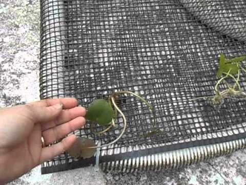 Building a Floating Island for the Pool/pond Project!