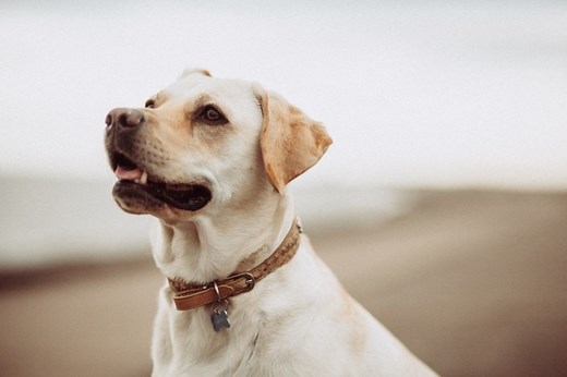 6 Types of Dog Collars and Their Differences (with Pictures) | Hepper Pet Resources