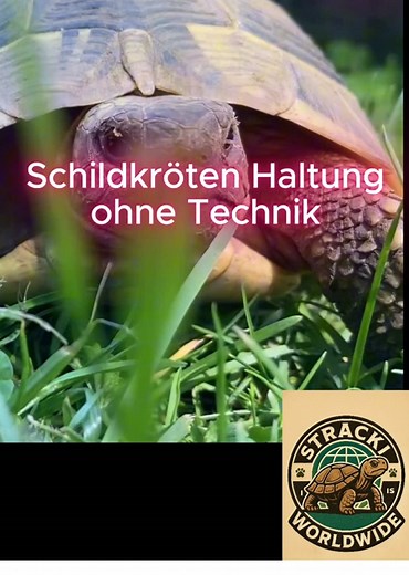 Schildkrötenhaltung ohne Technik – Einblicke und Tipps