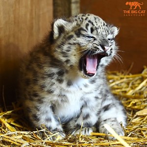 1M views · 10K reactions | 李 Our little cub is getting bigger and bigger by the day. Join him for a moment of calm on your timeline and watch him fall asleep! It's GUARANTEED to be the cutest thing you'll see all day. | The Big Cat Sanctuary | Facebook