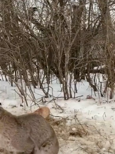 This Woman Found a Poor Bobcat Caught in a Hunter’s Trap and Rushed to Save It 🥺🐾 #bobcat #cat #kindness #animals #wildlife
