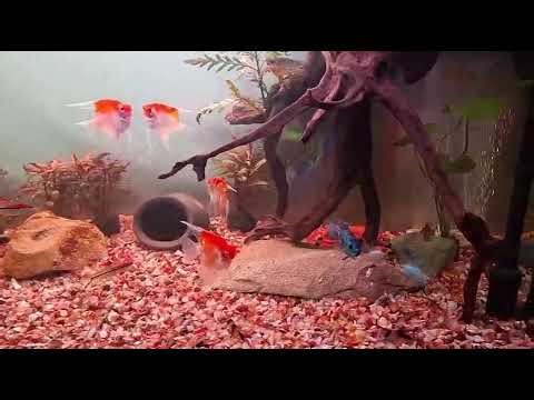 Discus Community Setup! #Discus #angel #aquarium #fish