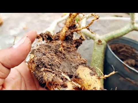 How to Cure Adenium Root Rot — Step-by-Step Repair & Aftercare