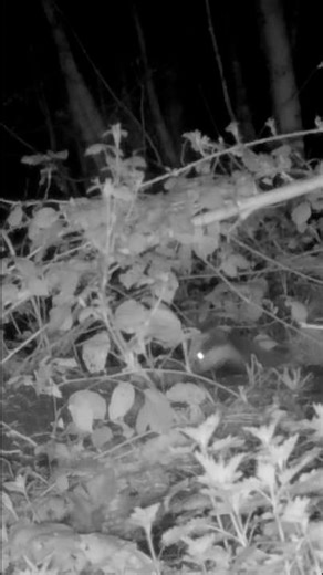 Badger Cub calls to mum