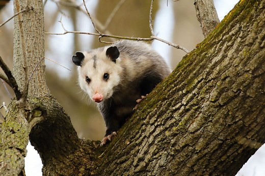 Possums: From Playing Dead to Eating the Dead