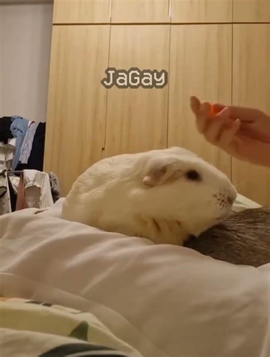 half life (0.1.3) (no effort) #halflife #halflife1