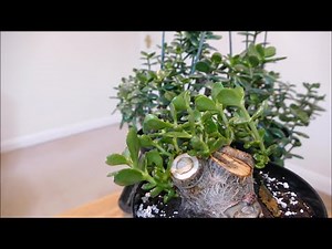 Saving My Jade Plant 2020 Update With Time Lapse
