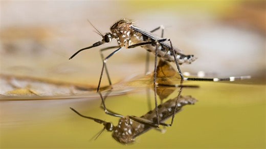 Shelby County sees first human case of West Nile virus in 2026