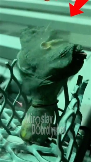 THIS THING turns BONES into ash!