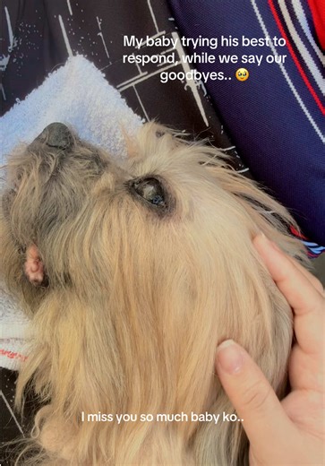 A Heartfelt Tribute to My Beloved Coby