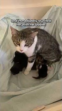 Cat Who Has Babies In A Street Gutter Is The Best Mama Ever | The Dodo