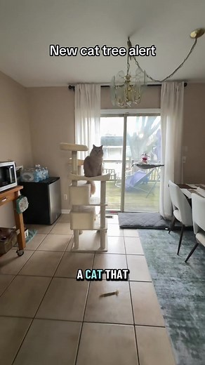 Cat Tree Fun for Playful Pets