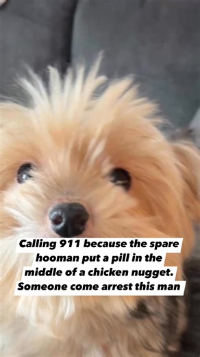 What the heck is he trying to pull? #yorkie #funnydogreels #dogreels | Yorkie HQ