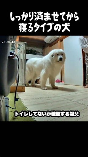 しっかり済ませてから寝るタイプの愛犬 #greatpyrenees #犬のいる生活 #大型犬のいる生活 #大型犬と暮らす #大型犬 #グレートピレニーズ #癒し #愛犬