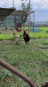 15K views · 1.4K reactions | Our brood stock at a farm I seen breeds over 15k birds a season using the one and old Cascabel hatch breed from @Diamond Ranch USA ! | Diamond Ranch | Facebook