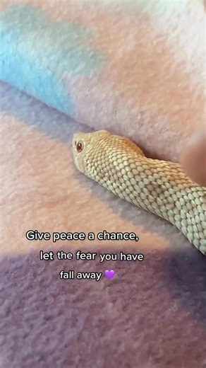 Marshmallow & friends