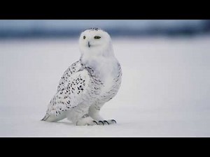 Snowy Owl (15 seconds)