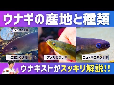 中国産は何ウナギ？国産ウナギもニホンウナギとは限らない！？～ウナギの産地と種類～