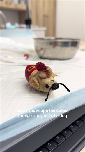 Possibly the cutest foreign body we’ve ever scoped out 🎅🐭 This little mouse dressed as Santa (yes… a cat toy) was removed via endoscopy by our amazing internal medicine team — no surgery required! Moral of the story: if it fits in their mouth, it’s fair game 😅 #VetMed #Vet #FBLifestyle