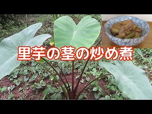 【ご飯のお供によく合う！】里芋の茎の炒め煮の作り方