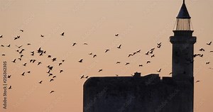 Group of Cormorants flying over Aigues Mortes in France
