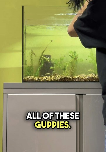 Guppy Tank Cleaning Guide for College Aquariums