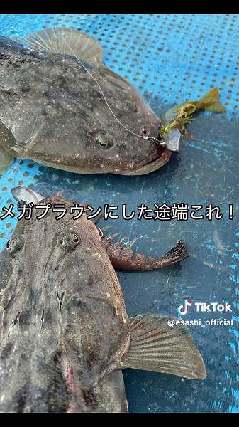 晩秋マゴチ楽しすぎ #fishing #フィッシング #釣り #マゴチ #フラットフィッシュ