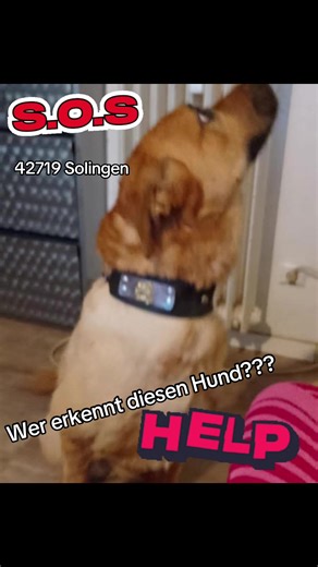 ❓❓Fundhund Solingen ❓❓ Wir erhielten einen Anruf von einem Herrn, der völlig aufgelöst war. Sein Hund wäre aggressiv und hätte nach ihm geschnappt. Selbstverständlich hinterfragen wir solche Situationen, um uns ein besseres Bild machen zu können. (Auch wenn wir keine Tiere aufnehmen!!! Wir sind kein Tierheim und wir vermitteln auch keine Tiere!) Auf unsere Frage, woher dieser Hund kommt… Wurde ganz trocken gesagt, dass er ihn in Solingen gefunden hätte. 😱😱 Hatten wir hier etwas missverstanden 