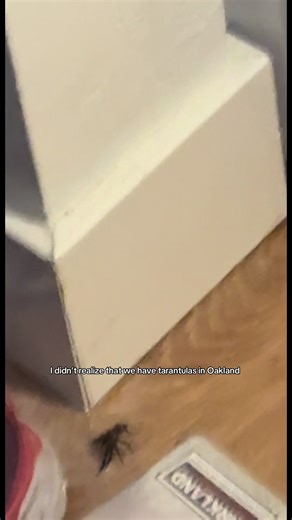 The size of spiders where I live is actually terrifying. I asked my friend to hold my hand, but she refused. The fact that the spider was fighting the Raid bug spray is CRAZY to me