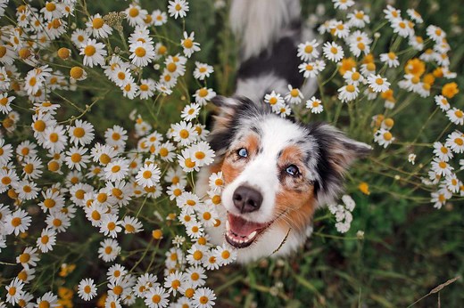 Flower Dog Names Inspired by Beautiful Blooming Flowers