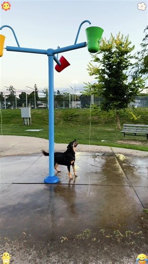 Hilarious Moments with Dramatic Dogs