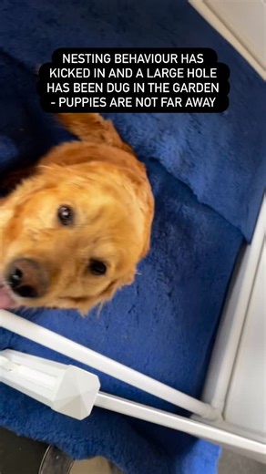 NESTING HAS BEGUN AND WE HAVE MOVED MUM ‘PERMANENTLY’ INDOORS: Dogs dig a hole (or nest) to have pups because it’s an instinctive behaviour rooted in survival and comfort. Here’s why they do it: 🐾 1. Safety and Protection In the wild, dogs’ ancestors—like wolves and dingoes—dug dens to protect their newborns from predators, weather and other dangers. Domestic dogs, even ones as domesticated as ours, retain that instinct, seeing a hole or enclosed space as a safe place to give birth and raise th