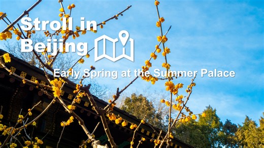 The Summer Palace—China’s crown jewel of imperial gardens. Stroll the legendary Long Corridor, cross the iconic Seventeen-Arch Bridge, and marvel at the Tower of Buddhist Incense, where ancient artistry meets timeless beauty. When spring arrives, the air comes alive with the delicate fragrance of blooming wintersweet, drawing visitors from near and far. A place where history whispers, nature sings, and every step feels like a journey through time. #SummerPalace #TravelInspiration #UNESCOHeritage