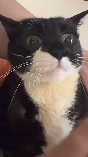 13M views · 105K reactions | When's dislike food! Lol! #FunnyCats | We Love Cats Forever | Facebook